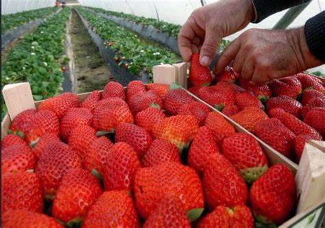 MÉTODO PARA ENRIQUECER COMPUESTOS DE LA FRESA Y OTROS FRUTOS ROJOS