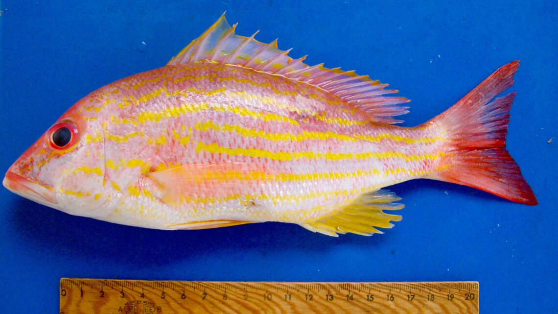 CICLO REPRODUCTIVO DE UNA ESPECIE CON VALOR COMERCIAL