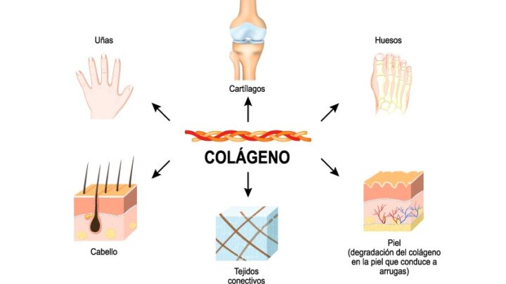 EL COLÁGENO Y TU SALUD