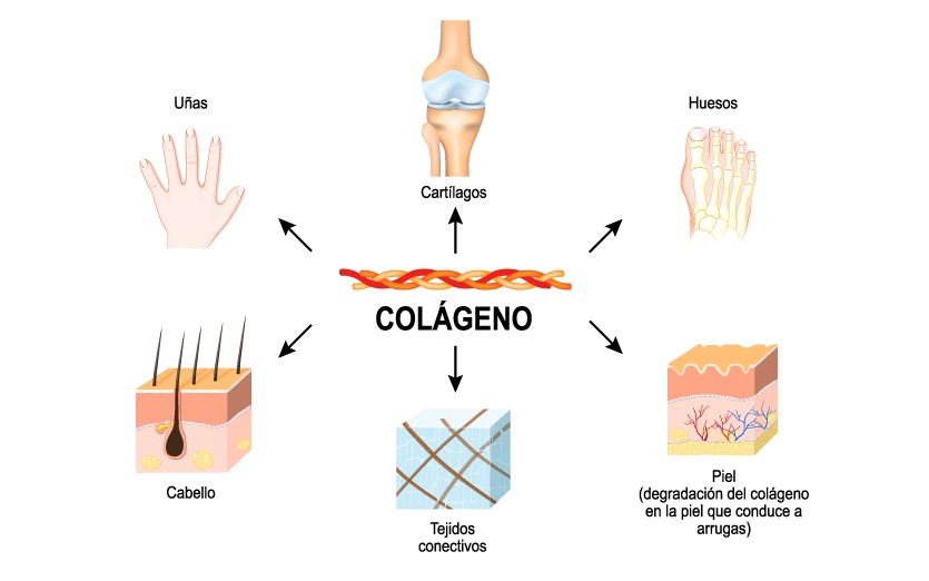 EL COLÁGENO Y TU SALUD