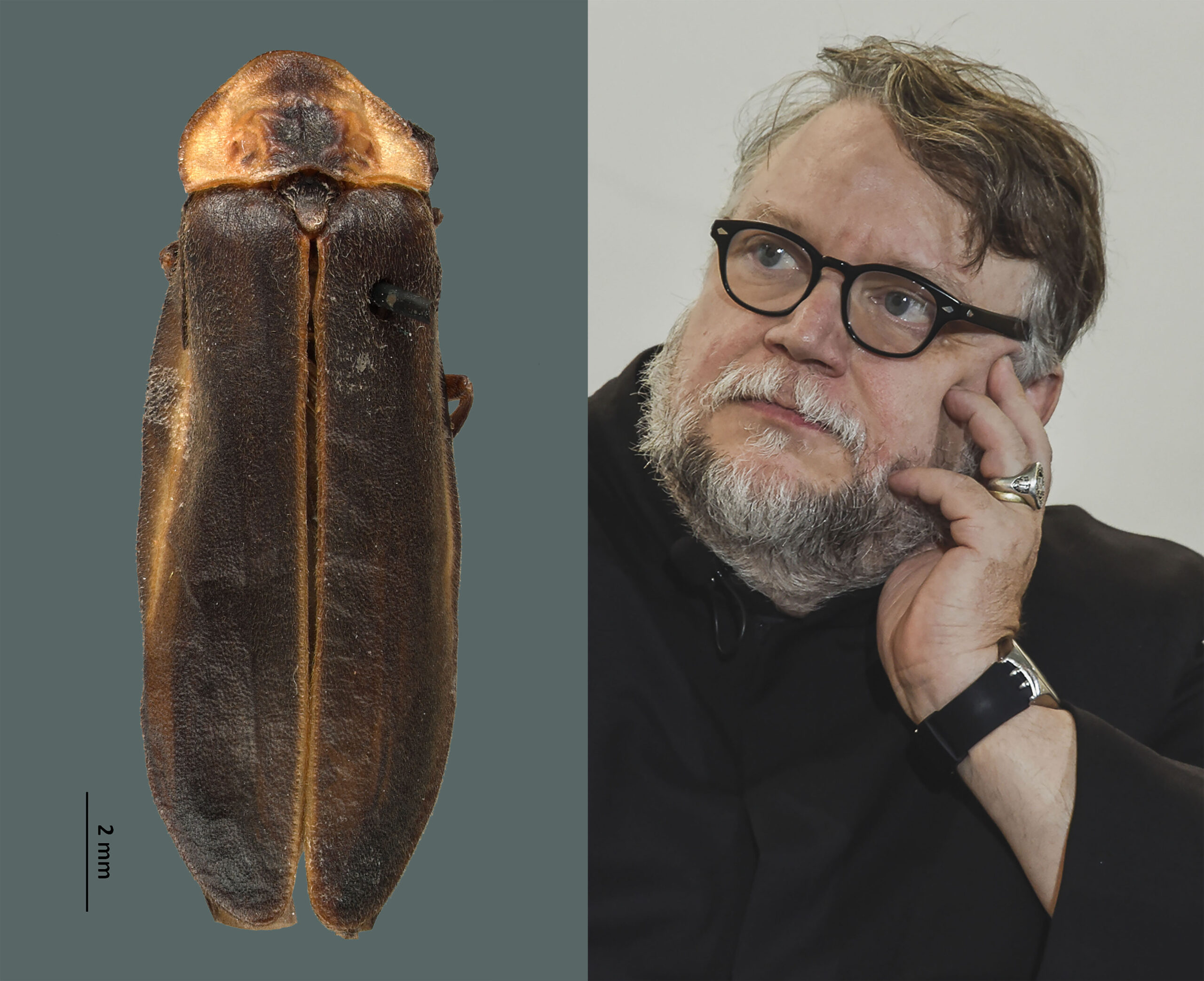 NUEVA ESPECIE DE LUCIÉRNAGA CON EL NOMBRE DE GUILLERMO DEL TORO