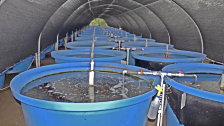 CONSOLIDACIÓN DEL SURESTE MEXICANO