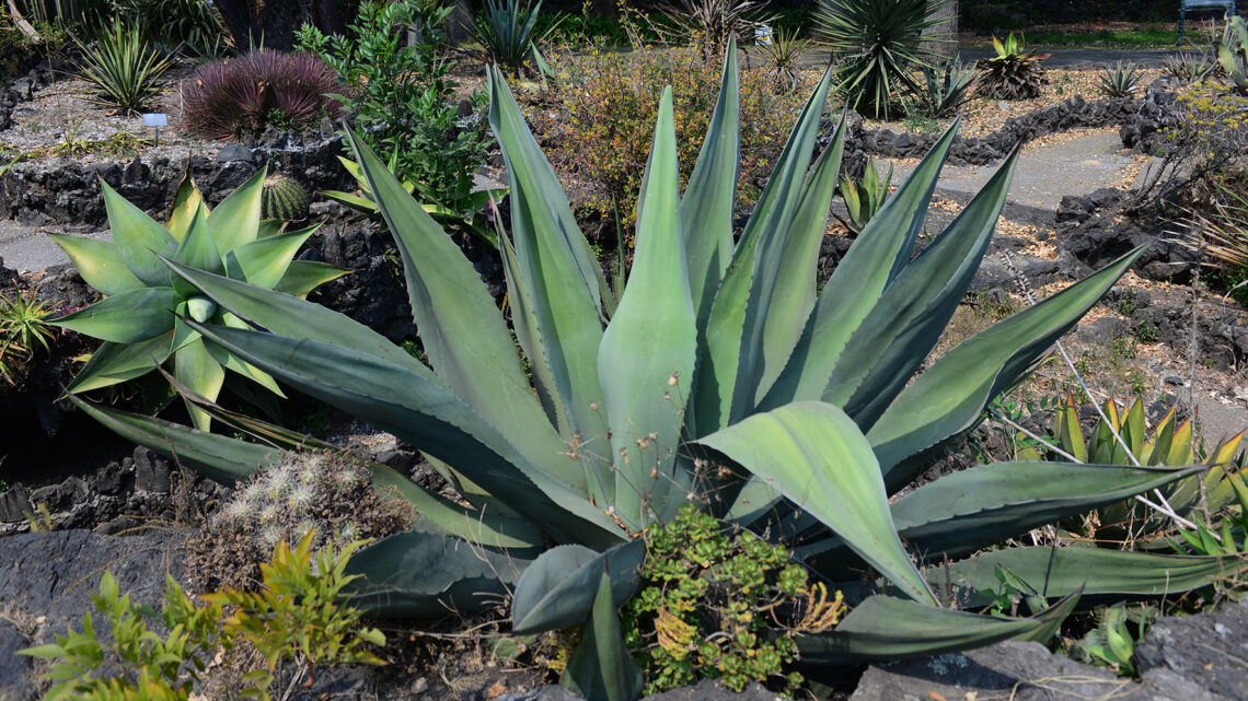 MÁS QUE UNA BEBIDA ALCOHÓLICA, EL PULQUE MÁS QUE UNA BEBIDA ALCOHÓLICA, EL PULQUE
