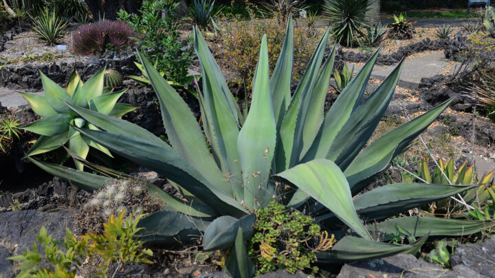 MÁS QUE UNA BEBIDA ALCOHÓLICA, EL PULQUE