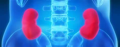 NUEVA MOLÉCULA PARA EL TRATAMIENTO TEMPRANO DE LA ENFERMEDAD RENAL