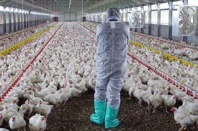 INFLUENZA AVIAR A/H5N1