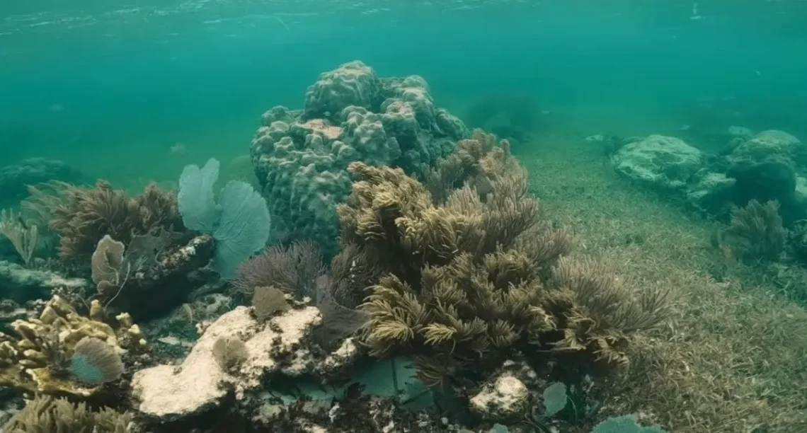 AMENAZAS GLOBALES AFECTAN LOS OCÉANOS AMENAZAS GLOBALES AFECTAN LOS OCÉANOS