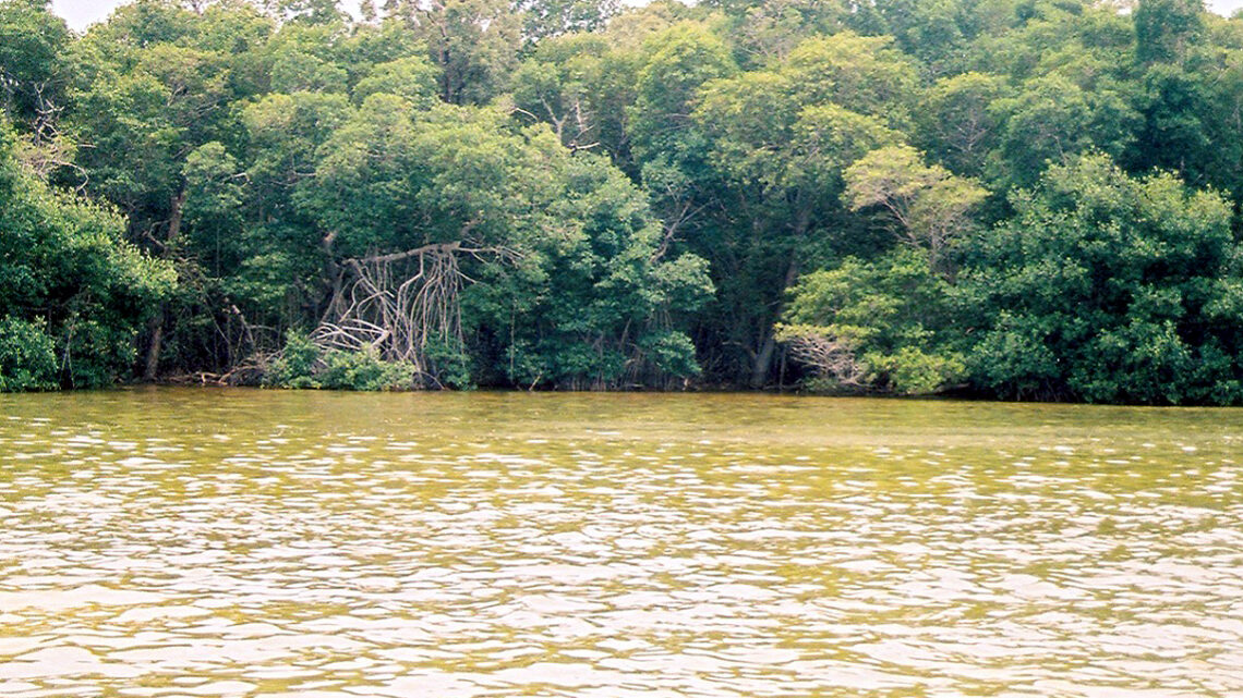 RECUPERACIÓN DE LAS COMUNIDADES DE PECES DE LA LAGUNA DE CELESTÚN