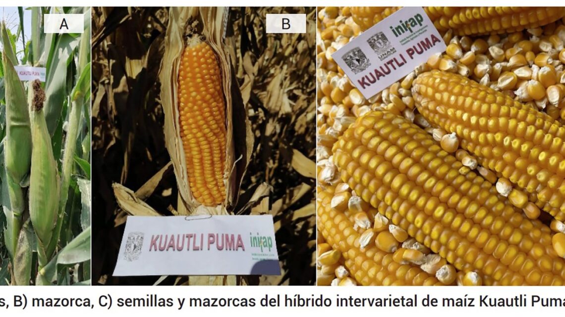 CON MAÍZ PUMA AVANZA LA AUTOSUFICIENCIA