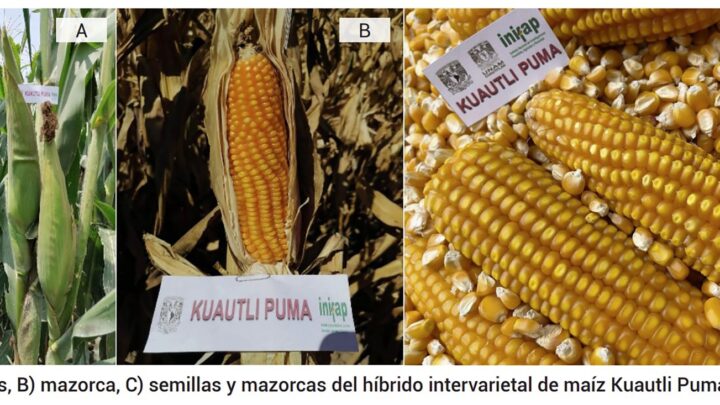 CON MAÍZ PUMA AVANZA LA AUTOSUFICIENCIA