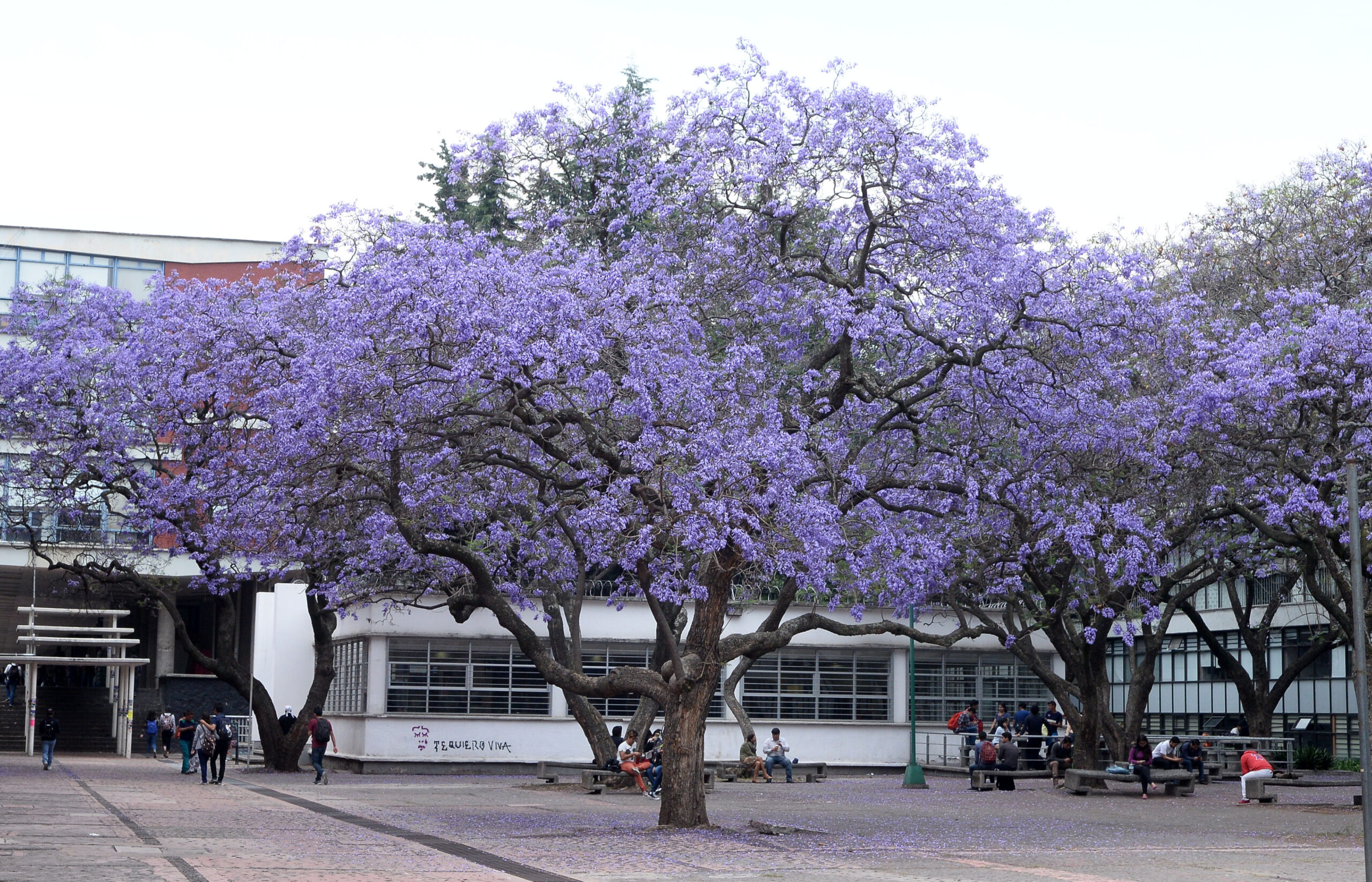 EL ÁRBOL IDÓNEO ES EL QUE CRECE Y SE ADECÚA DE MANERA NATURAL EN SU SITIO DE ORIGEN