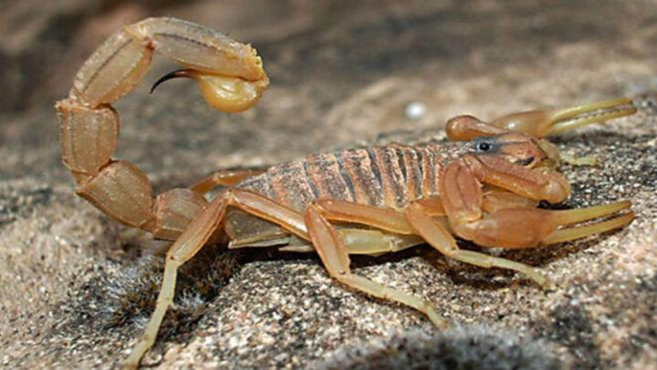 DESARROLLAN ANTIVENENOS A PARTIR DE TOXINAS DE ALACRANES PELIGROSOS