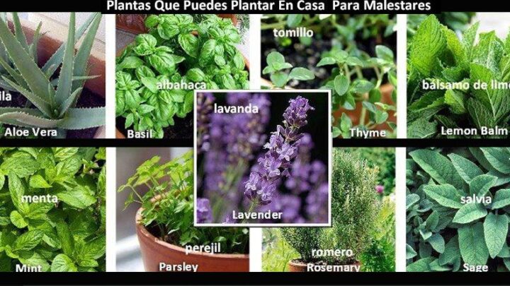FARMACIA HOMEOPÁTICA DEL HNH