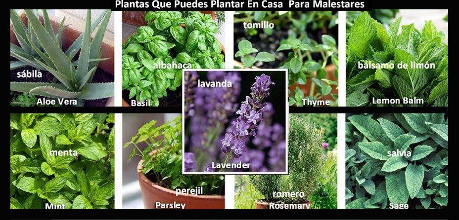 FARMACIA HOMEOPÁTICA DEL HNH FARMACIA HOMEOPÁTICA DEL HNH