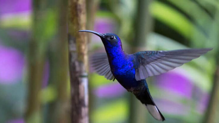 A PRESERVAR LOS COLIBRÍES