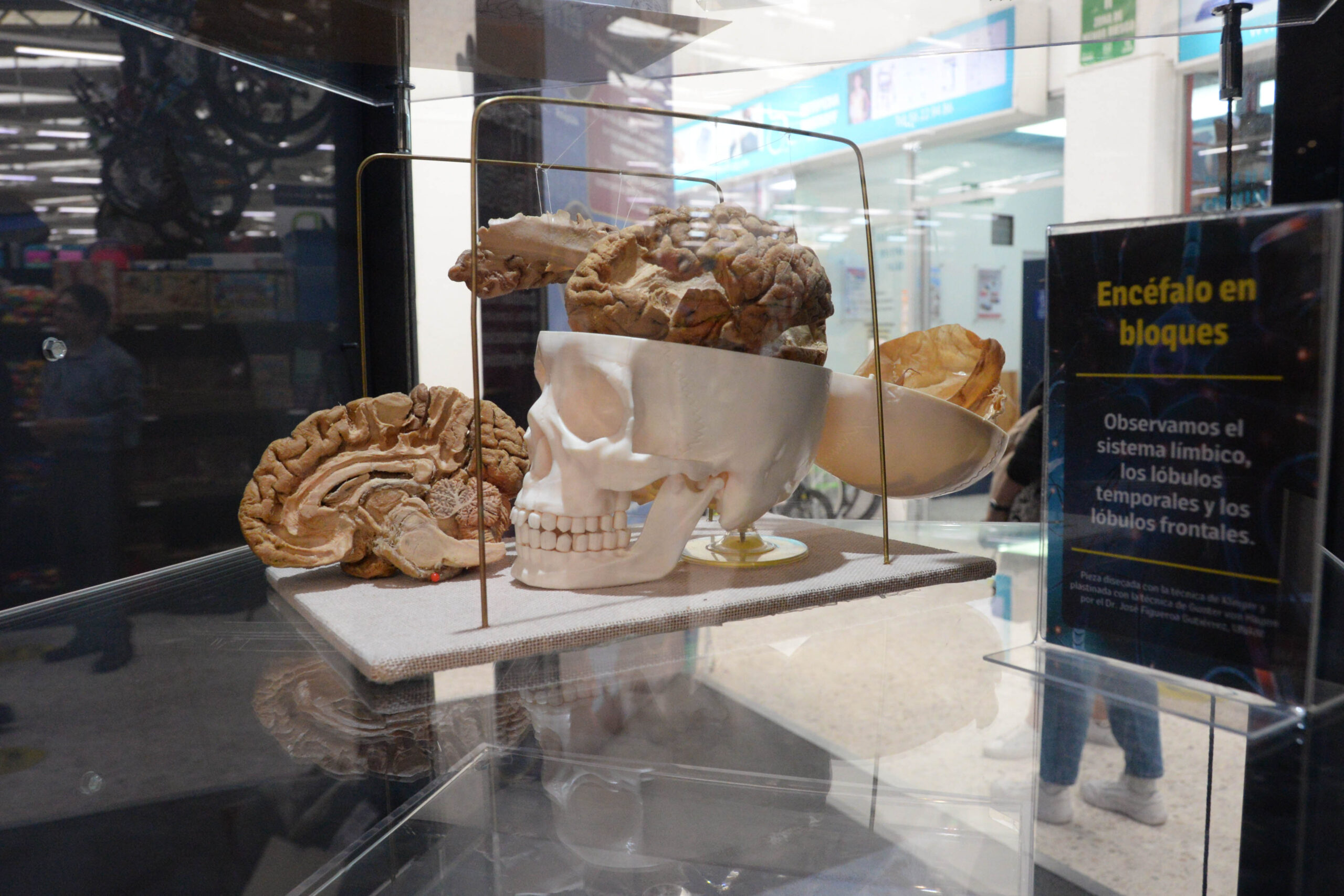 EXPOSICIÓN “EL CEREBRO Y SUS EMOCIONES”