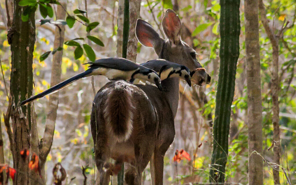 DESARROLLO SOCIAL Y ARMONÍA CON LA NATURALEZA EN LOS DESTINOS TURÍSTICOS DESARROLLO SOCIAL Y ARMONÍA CON LA NATURALEZA EN LOS DESTINOS TURÍSTICOS
