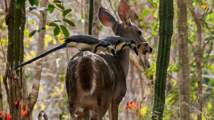 DESARROLLO SOCIAL Y ARMONÍA CON LA NATURALEZA EN LOS DESTINOS TURÍSTICOS DESARROLLO SOCIAL Y ARMONÍA CON LA NATURALEZA EN LOS DESTINOS TURÍSTICOS