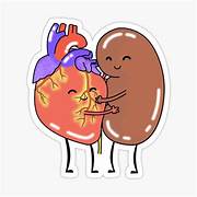 SÍNDROME CARDIORRENAL METABÓLICO SÍNDROME CARDIORRENAL METABÓLICO