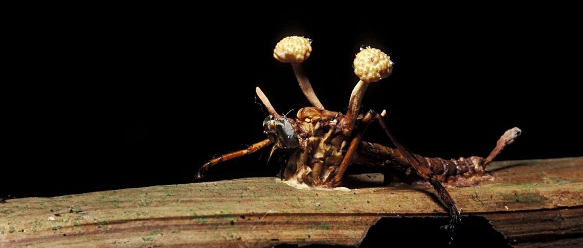 ¿LA PRÓXIMA PANDEMIA LA PODRÍAN OCASIONAR LOS HONGOS?