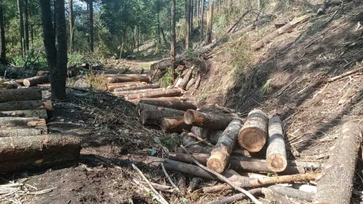 DELITOS AMBIENTALES DEBEN COMBATIRSE MEDIANTE CRIMINOLOGÍA VERDE