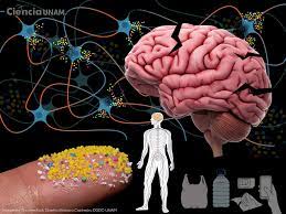 CUIDAR LAS BACTERIAS BENÉFICAS DEL INTESTINO