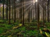 POLÍTICA FORESTAL DEBE ENFOCARSE AL APROVECHAMIENTO SUSTENTABLE DE BOSQUES