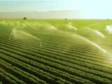 ESTADÍSTICAS A PROPÓSITO DEL DÍA MUNDIAL DEL AGUA, 22 DE MARZO, DESAFÍOS Y OPORTUNIDADES EN EL USO AGRÍCOLA EN MÉXICO, DATOS NACIONALES