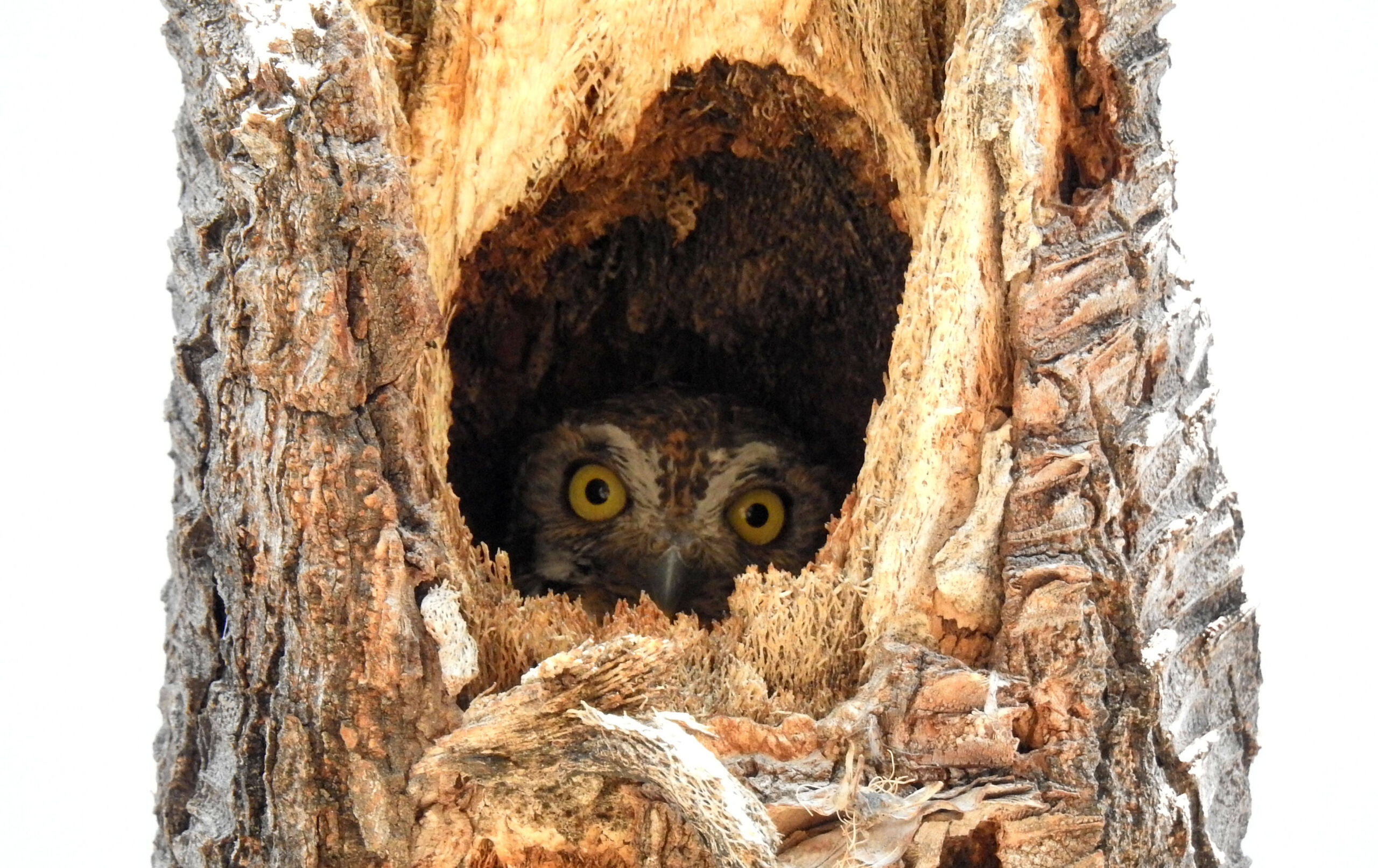 ALTA VULNERABILIDAD, EN 17 POR CIENTO DE LAS ESPECIES DE AVES EN MÉXICO