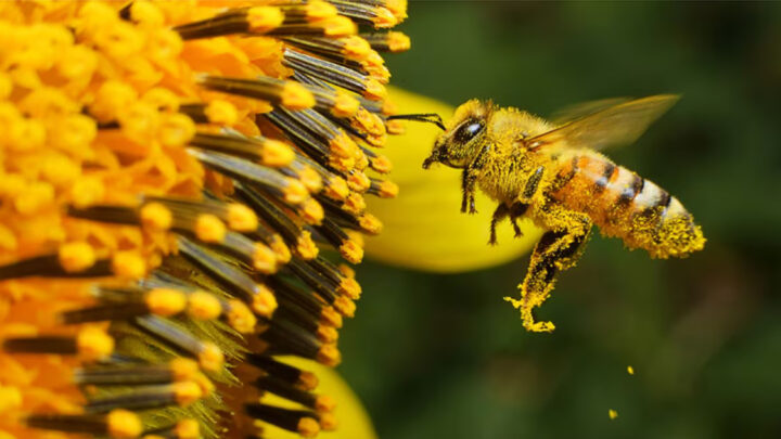 ABEJAS, POLINIZADORES ESTRATÉGICOS