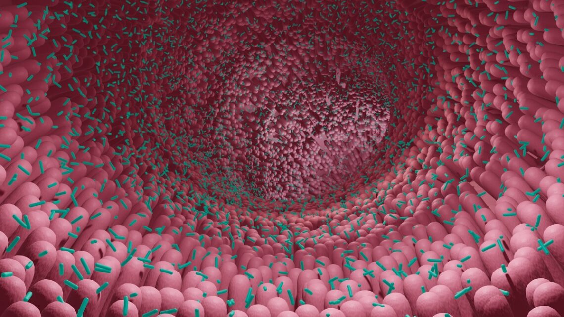 TRASPLANTE DE MICROBIOTA FECAL PUEDE PROPORCIONAR INMUNIDAD PROTECTORA CONTRA EL CÁNCER TRASPLANTE DE MICROBIOTA FECAL PUEDE PROPORCIONAR INMUNIDAD PROTECTORA CONTRA EL CÁNCER