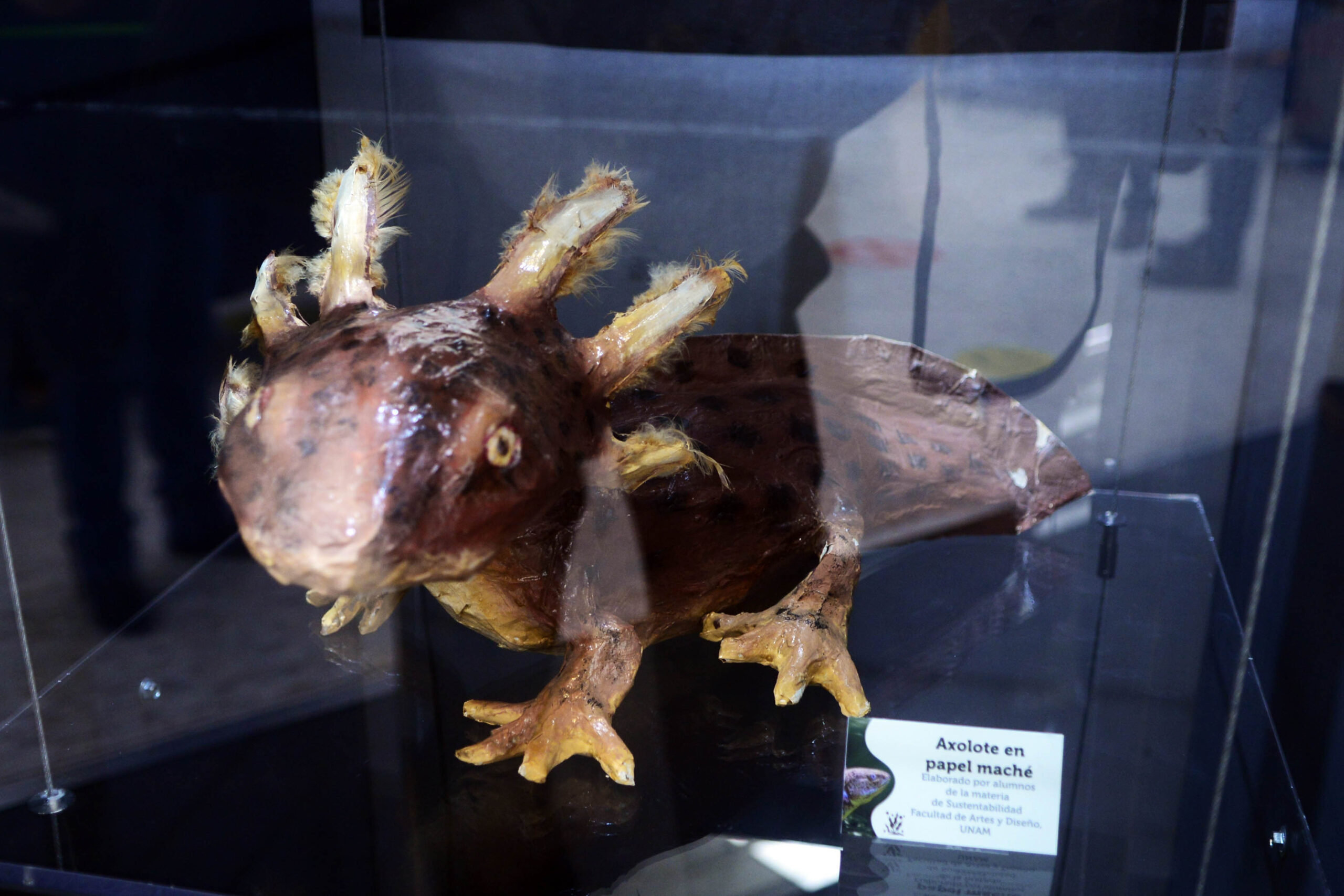 EXPOSICIÓN MUESTRA LA IMPORTANCIA DEL RESCATE DE XOCHIMILCO Y EL AJOLOTE
