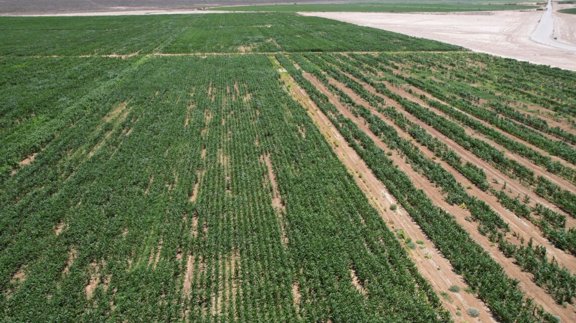 LA AGRICULTURA Y GANADERÍA REGENERATIVA PARA UN FUTURO SOSTENIBLE