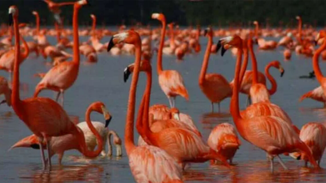 DESALENTADOR PANORAMA PARA LA BIODIVERSIDAD MEXICANA