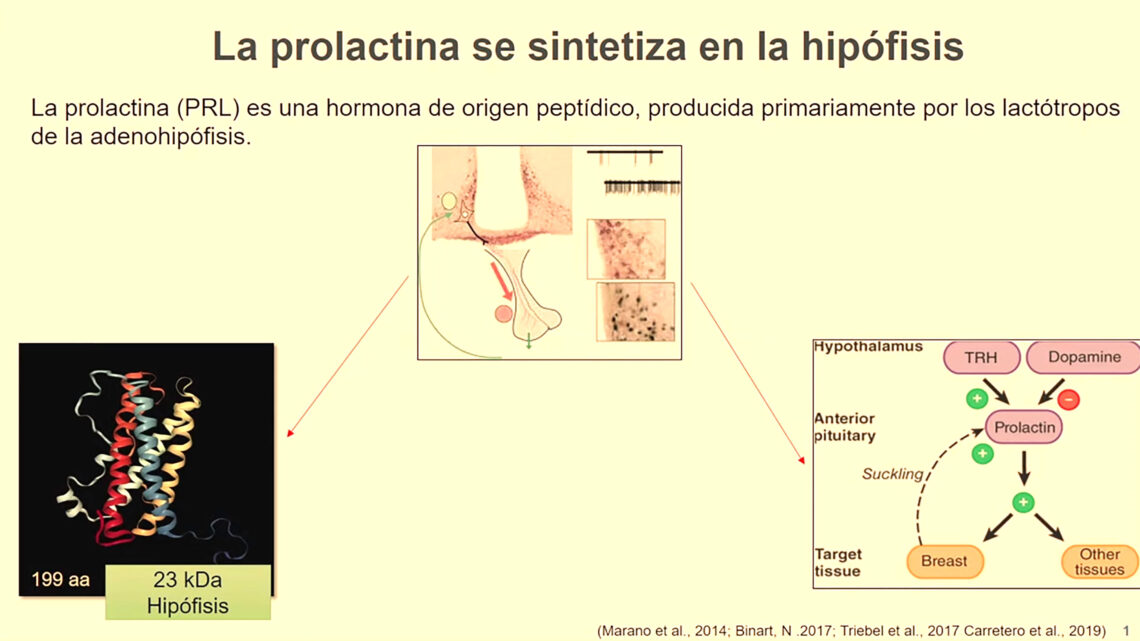 LA PROLACTINA TIENE BENEFICIOS MÁS ALLÁ DE LA LACTANCIA LA PROLACTINA TIENE BENEFICIOS MÁS ALLÁ DE LA LACTANCIA