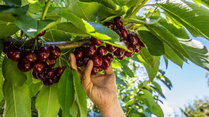 LAS CEREZAS DE VERANO