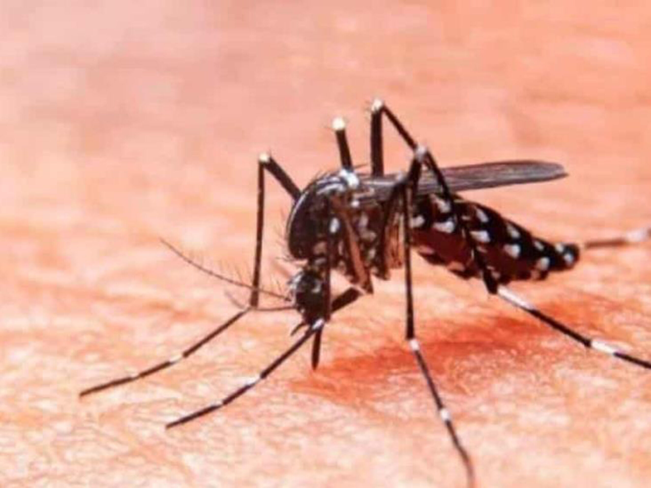PRESENCIA DE DENGUE EN ENTIDADES MEXICANAS DONDE NO HABÍA
