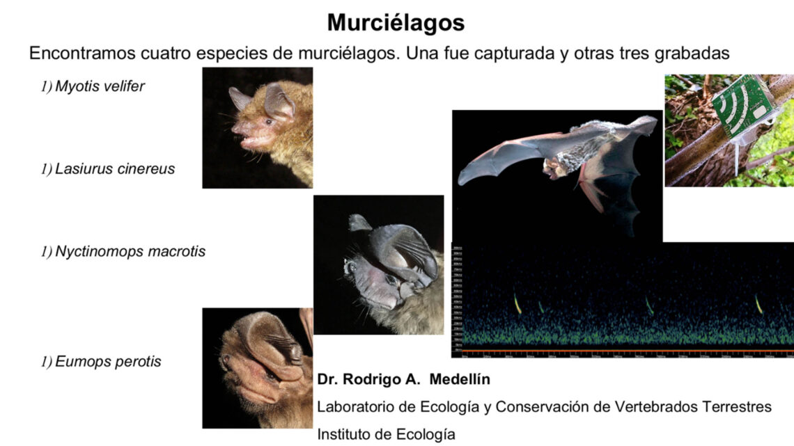 279 ESPECIES DE ANIMALES, PLANTAS Y HONGOS EN EL BOSQUE DE CHAPULTEPEC