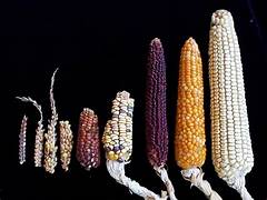 INFORMACIÓN GENÉTICA DE PLANTAS SILVESTRES Y CULTIVADAS, VITAL PARA LA SEGURIDAD ALIMENTARIA
