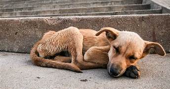 A VACUNAR A LAS MASCOTAS PARA PREVENIR LA RABIA