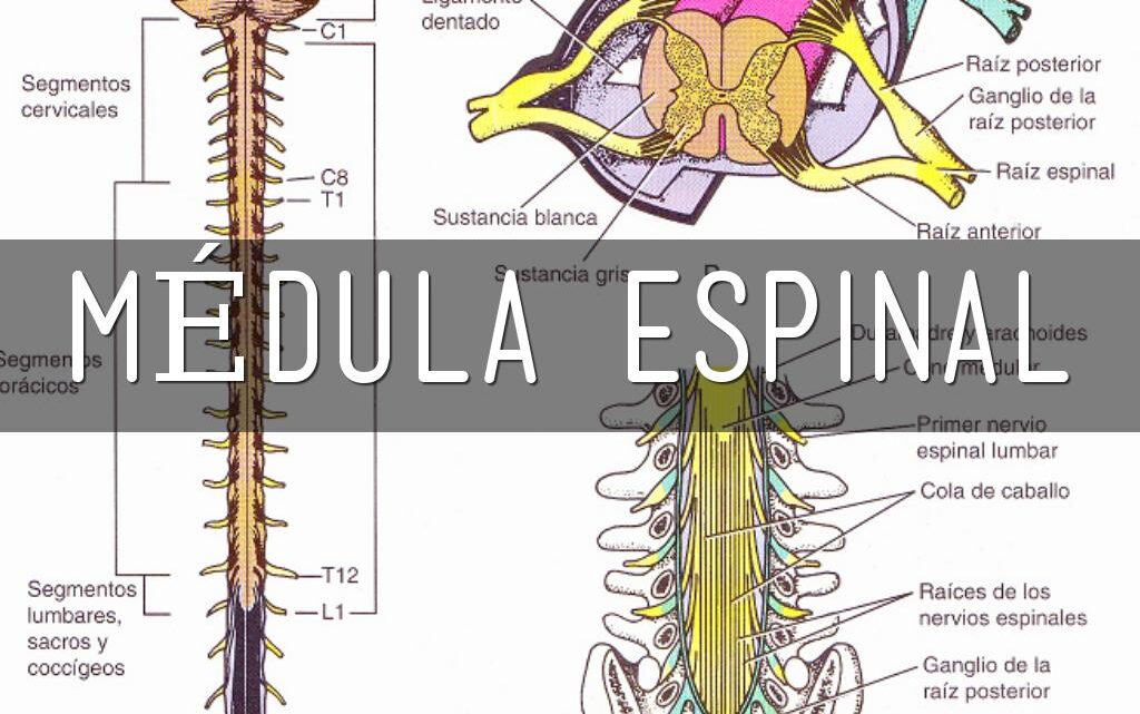 ESTIMULACIÓN DE LA MÉDULA ESPINAL, PARA TRATAR EL DOLOR CRÓNICO ESTIMULACIÓN DE LA MÉDULA ESPINAL, PARA TRATAR EL DOLOR CRÓNICO