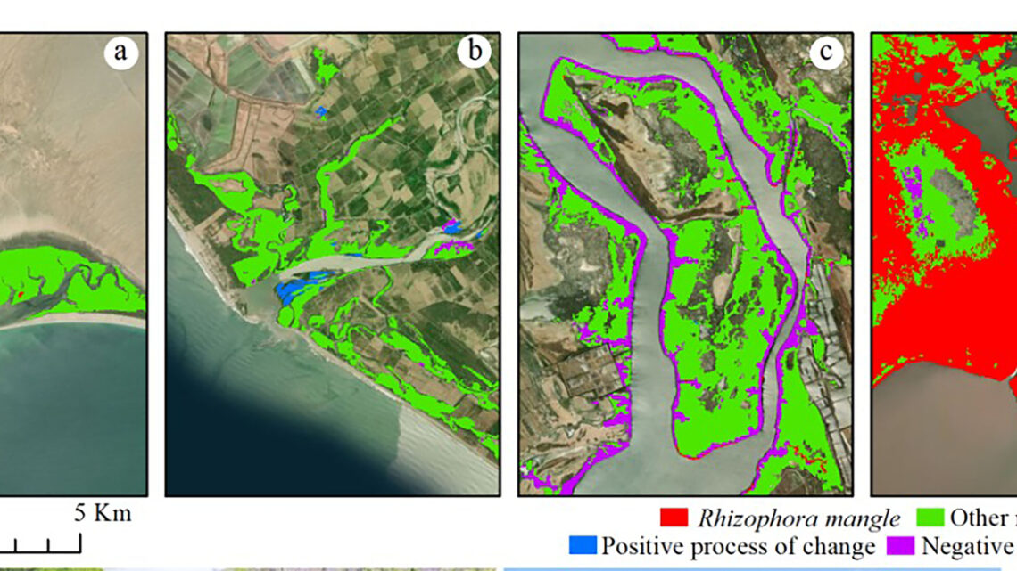 COMPRUEBAN PÉRDIDA DE MANGLARES EN MÉXICO CON USO DE GOOGLE EARTH ENGINE COMPRUEBAN PÉRDIDA DE MANGLARES EN MÉXICO CON USO DE GOOGLE EARTH ENGINE