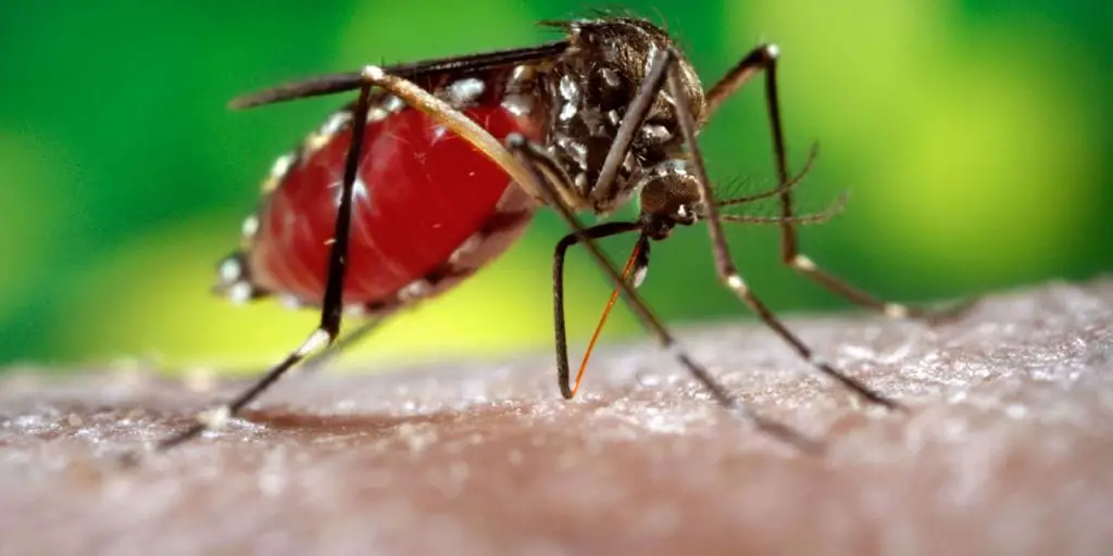 AUMENTO DE CASOS DE DENGUE, OROPOUCHE Y GRIPE AVIAR EN LAS AMÉRICAS