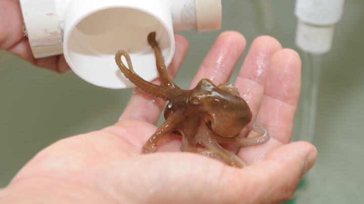 ANTE EL CALENTAMIENTO DE LOS OCÉANOS, PULPOS BUSCAN AGUAS MÁS PROFUNDAS