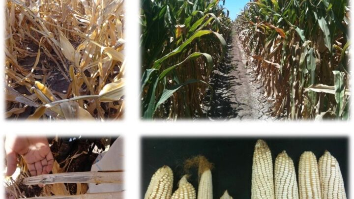 COMBATE A HONGOS EN CULTIVOS DE MAÍZ, CON BACTERIAS
