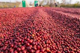 REVOLUCIÓN SOSTENIBLE EN LA INDUSTRIA CAFETALERA MEXICANA