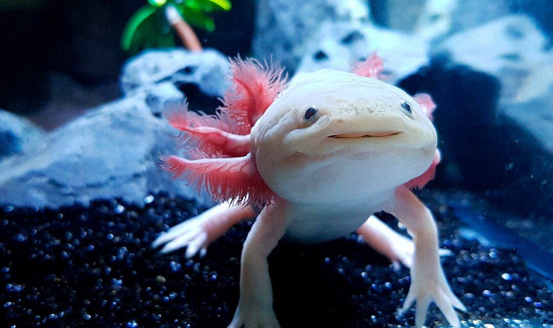 EDICIÓN ESPECIAL QUE CELEBRA UNA DE LAS ESPECIES MÁS EMBLEMÁTICAS DE NUESTRO PAÍS, EL AJOLOTE