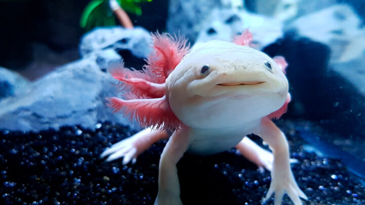 EDICIÓN ESPECIAL QUE CELEBRA UNA DE LAS ESPECIES MÁS EMBLEMÁTICAS DE NUESTRO PAÍS, EL AJOLOTE