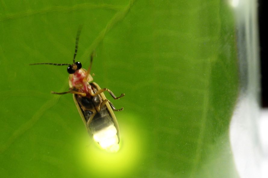 MÉXICO, SEGUNDO PAÍS EN EL MUNDO EN VARIEDAD DE LUCIÉRNAGAS MÉXICO, SEGUNDO PAÍS EN EL MUNDO EN VARIEDAD DE LUCIÉRNAGAS