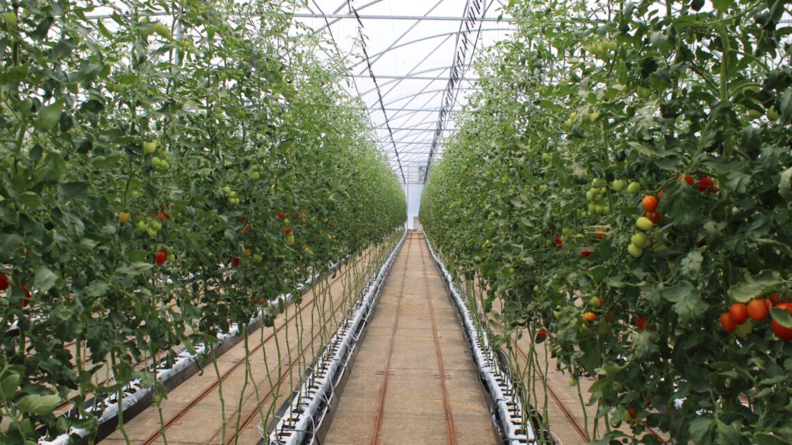 SE IMPACTA POSITIVAMENTE A PRODUCTORES Y A LA ECONOMÍA DEL ESTADO SE IMPACTA POSITIVAMENTE A PRODUCTORES Y A LA ECONOMÍA DEL ESTADO